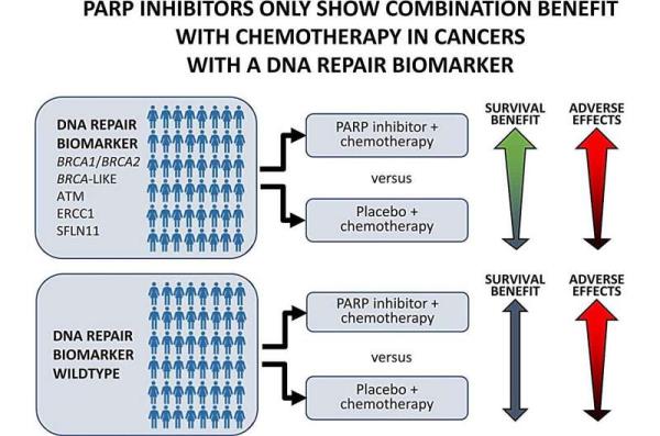 预测癌症患者对阻断DNA修复药物的反应