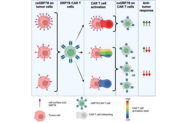 CAR - T细胞有希望的目标帮助癌症欺骗免疫系统