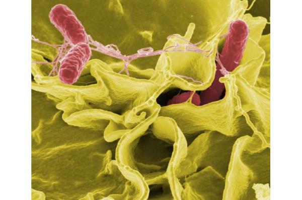 传染病研究人员讨论了耐药沙门氏菌的传播、治疗和预防