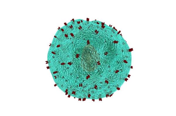 研究发现，VISTA蛋白直接阻断T细胞在免疫治疗中的功能